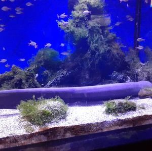 Meet your Posher, Marufa